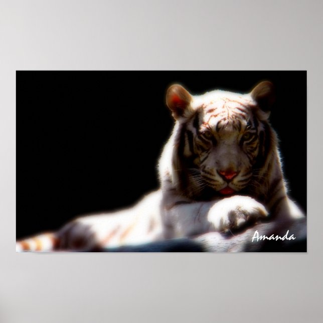 Vit Tiger Wildlife Konst Poster (Framsidan)