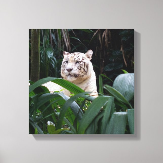 Vit tiger Wrapped Canvas (Framsida)