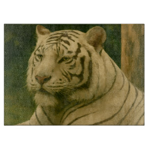 Vit tigerfixering i trädskugga