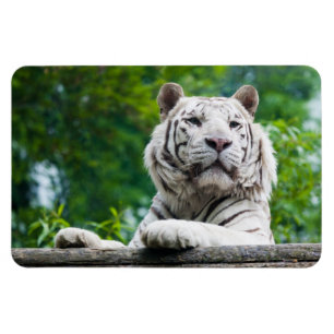 Vit tigermagnet magnet