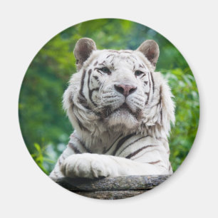 Vit tigermagnet magnet