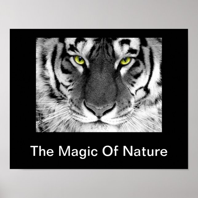 Vit tigerPoster Poster (Framsidan)