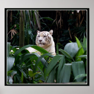 Vit tigerPoster Poster