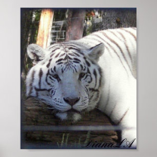 Vit tigerPoster Poster