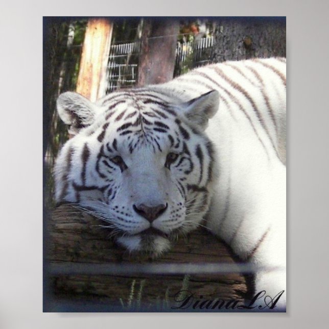 Vit tigerPoster Poster (Framsidan)