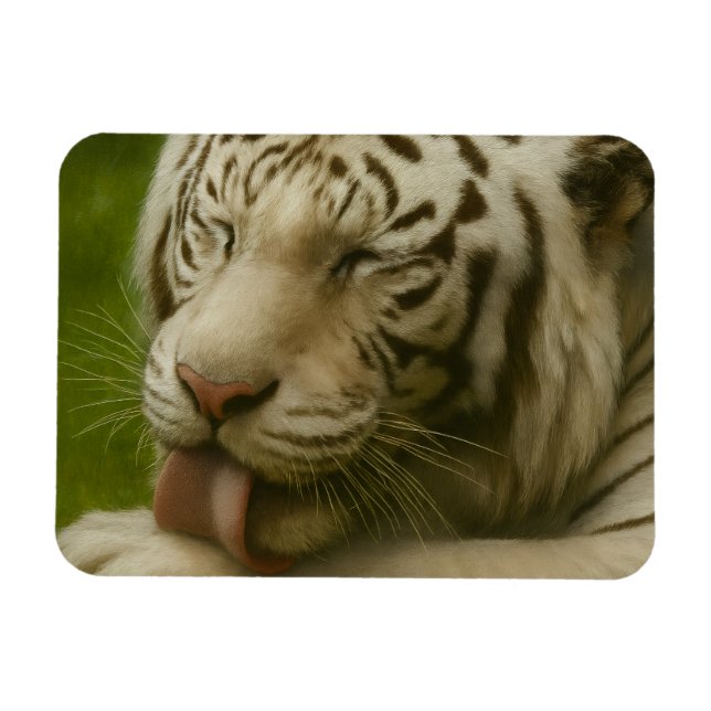 Vit tiggare i privat Grooming Ritual Magnet (Horisontell)