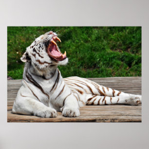 Vit tiggare, Poster av Bengal Tiger