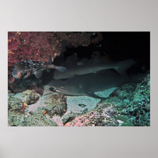 Vit Tip Reef Shark and Puffer Poster (Framsidan)
