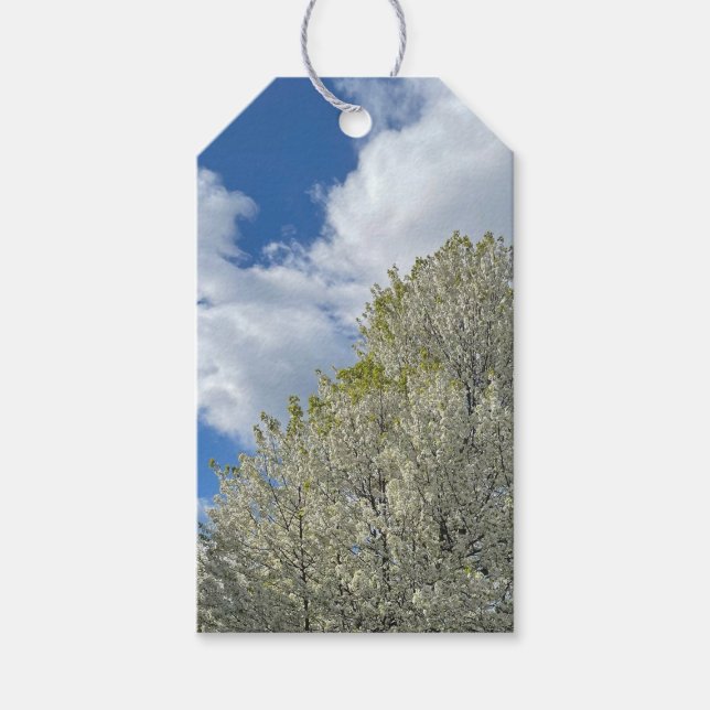 Vit Träd Blå Himmel Moln Foto Presentetikett (Framsidan)