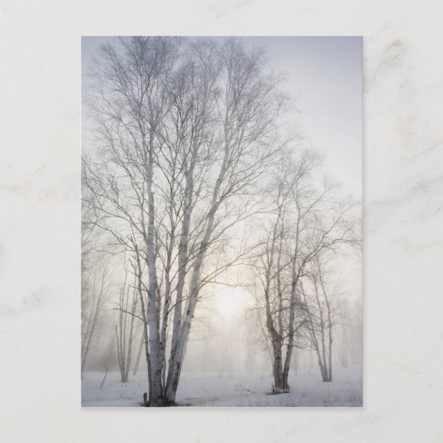 Vit Träd på en snödag Vykort (Framsida)