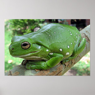 Vit trädgroda - Litoria caerulea Poster