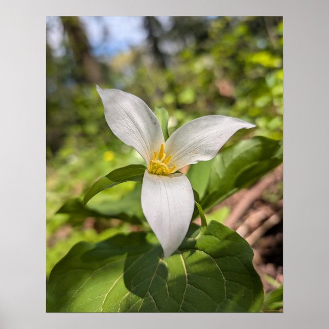 Vit Trillium Skogsblomma Makro Poster (Framsidan)