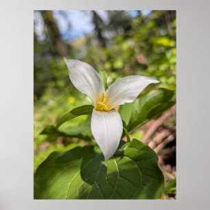 Vit Trillium Skogsblomma Makro Poster