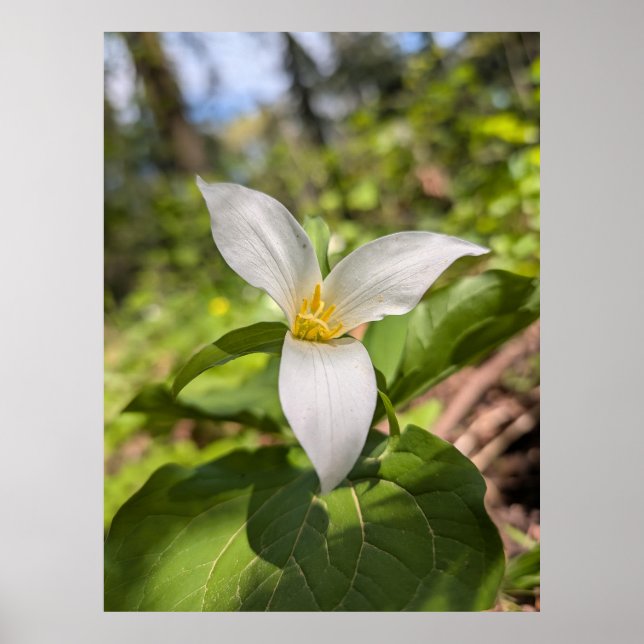 Vit Trillium Skogsblomma Makro Poster (Framsidan)