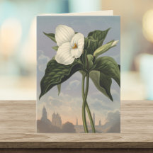 Vit Trilliumblomma Temple of Flora-stil Blank