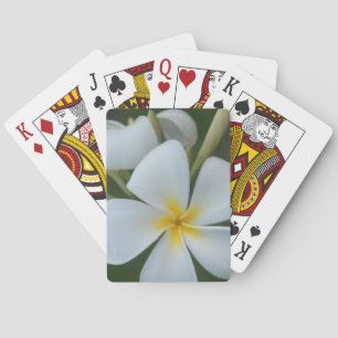 Vit tropisk blomma från Fiji Kortlek