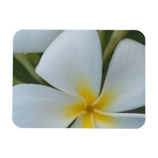 Vit tropisk blomma från Fiji Magnet