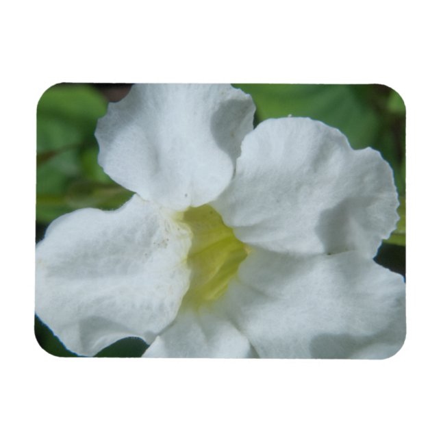 Vit tropisk blomma på Fiji Magnet (Horisontell)