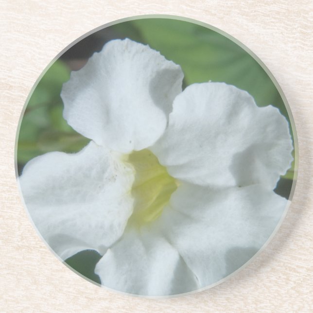 Vit tropisk blomma på Fiji Underlägg Sandsten (Framsidan)