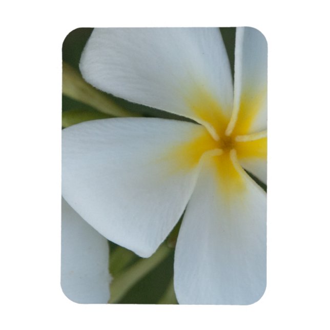 Vit tropisk plumeriaflod från Fiji Magnet (Vertikal)