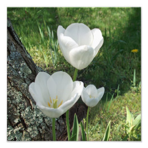 Vit tulips, färglös trio fototryck