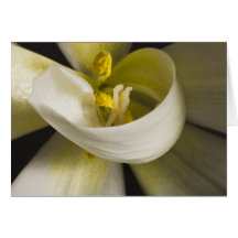 Vit Tulpan Curl Card - Tom insida