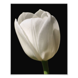 Vit tulpanblomma i solljus 8 x 10 fototryck