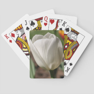 Vit tulpanblomma i solljus casinokort