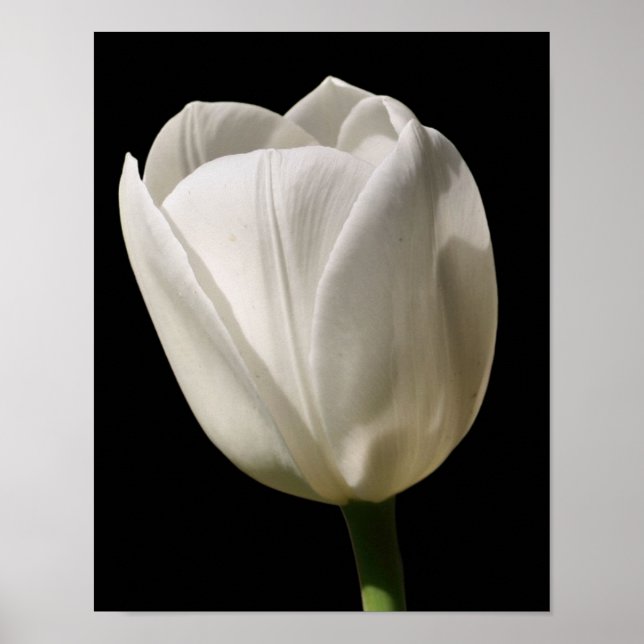 Vit tulpanblomma i solljus poster (Framsidan)