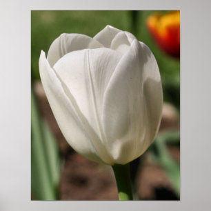 Vit tulpanblomma i solljus poster