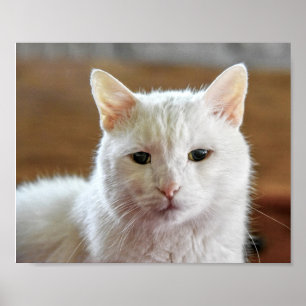 Vit turkisk angora Cat Porträtt Poster