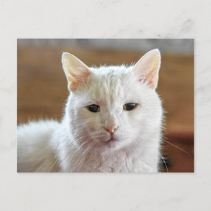 Vit turkisk angora Cat Porträtt Vykort