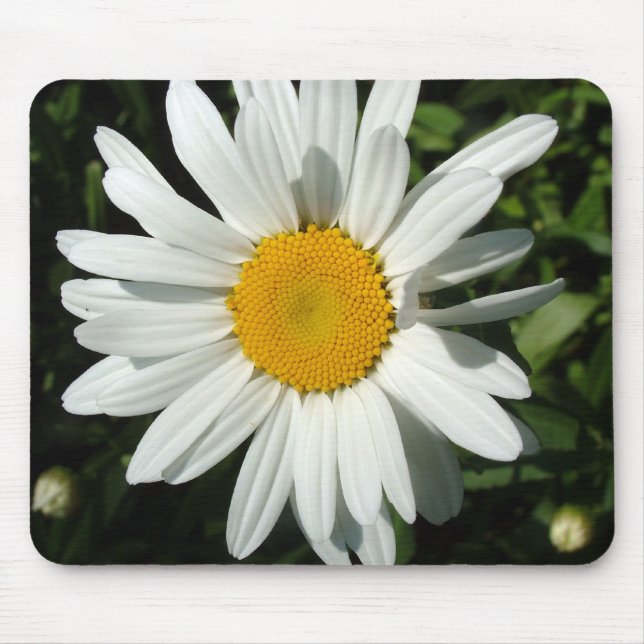 vit tusenskönasblomma musmatta (Framsidan)