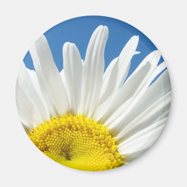 Vit tusenskönemagnet Tusensköna Blommor Blommig Magnet (Framsidan)