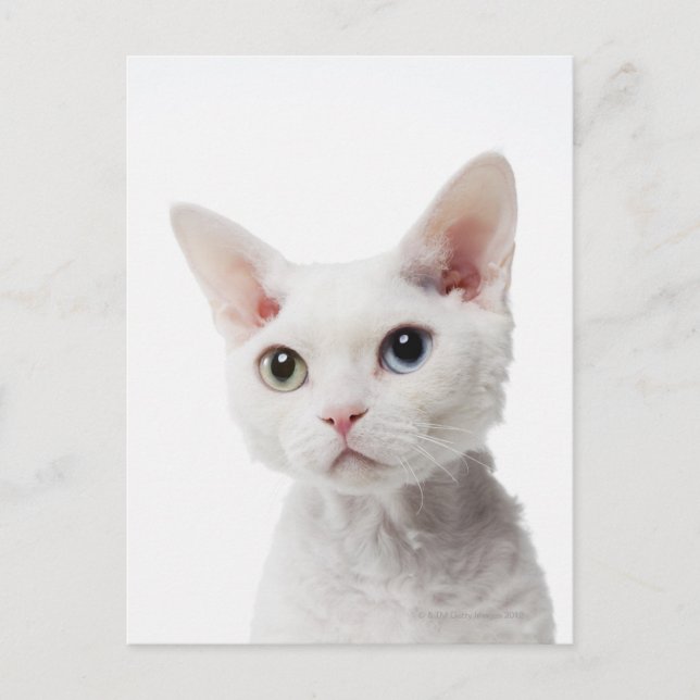Vit, udda katt 2 vykort (Framsida)