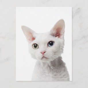 Vit, udda katt 2 vykort