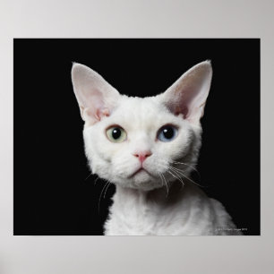 Vit, udda katt poster