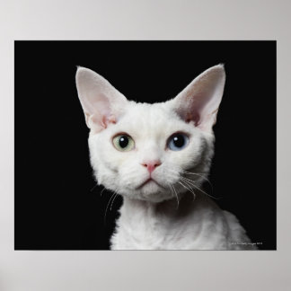 Vit, udda katt poster