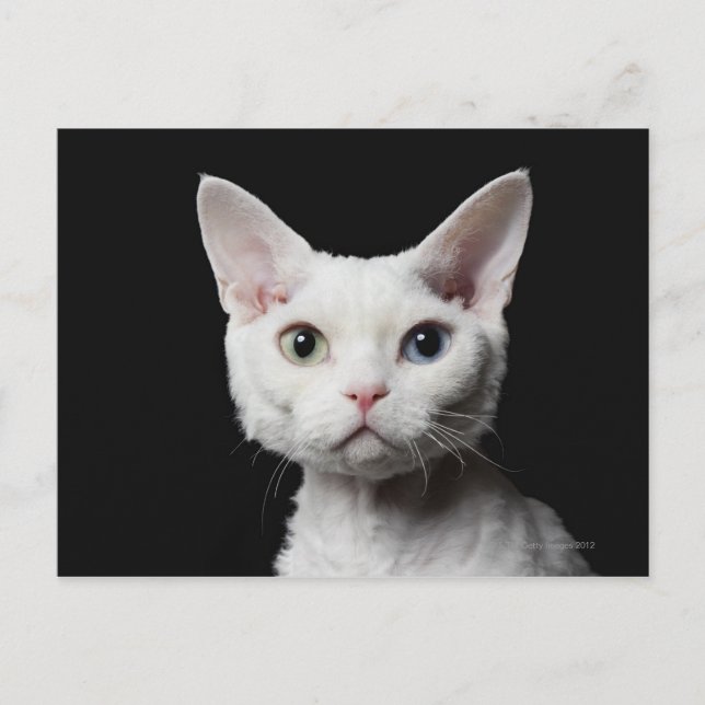 Vit, udda katt vykort (Framsida)