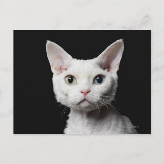 Vit, udda katt vykort