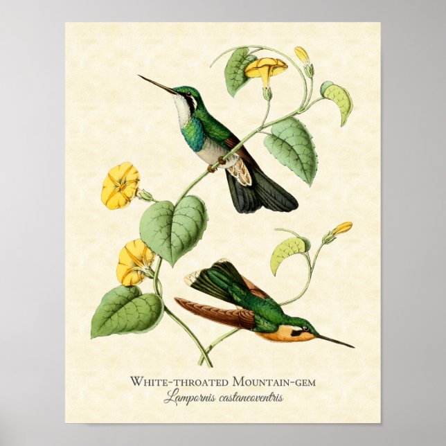 Vit utskrift av Gem Hummingbird Art Poster (Framsidan)