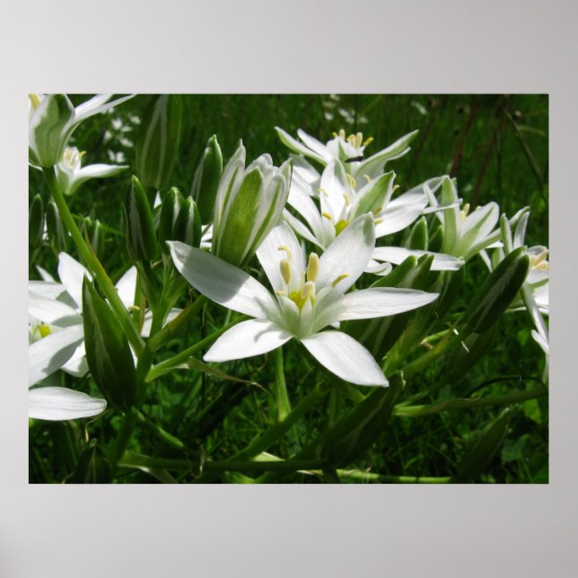 vit vår blommor poster (Framsidan)