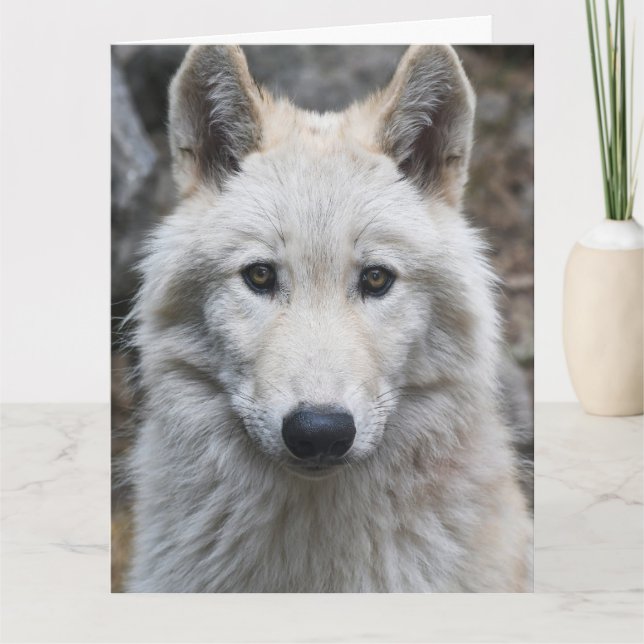 VIT VARG FOTOGRAFI FÖDELSEDAGKORT KORT (Framsida)