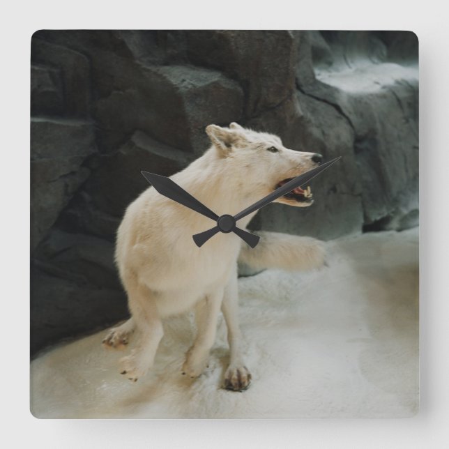 Vit Varg Fyrkantig Klocka (Framsida)