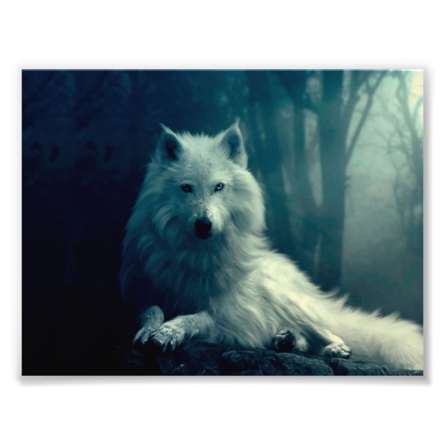 Vit varg i nattskogen fototryck (Framsidan)