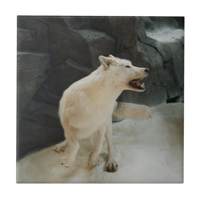 Vit Varg Kakelplatta (Framsidan)