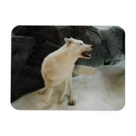 Vit Varg Magnet