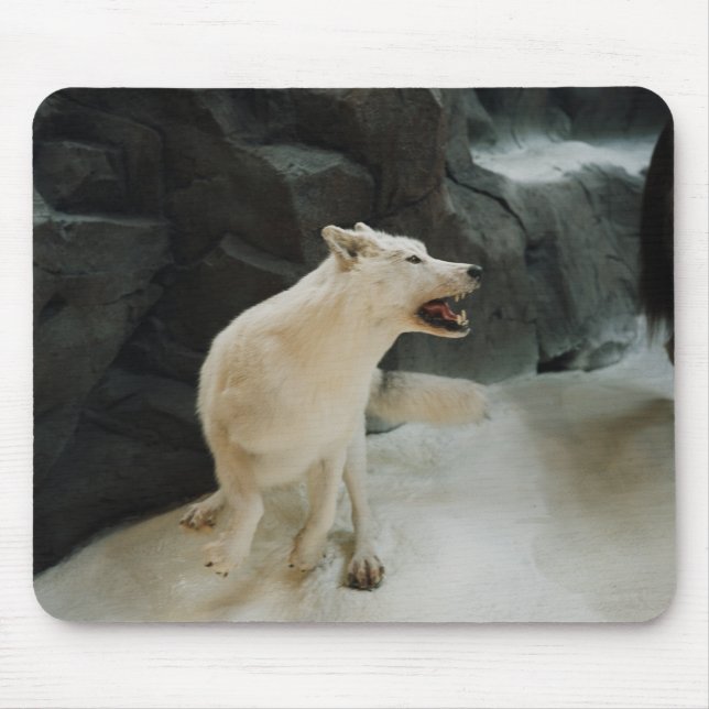 Vit Varg Musmatta (Framsidan)