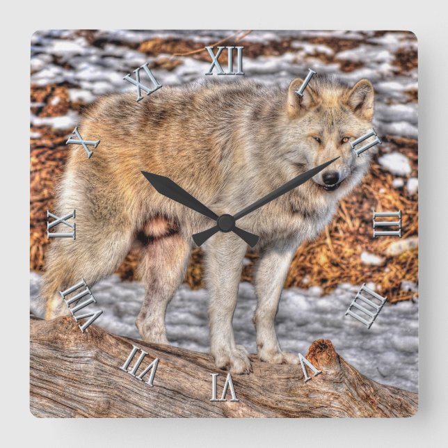Vit Varg, Snö & Log Wildlife Art Clock Fyrkantig Klocka (Framsida)