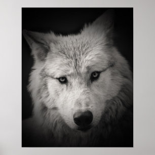 Vit Varg Svart Vitt Foto Affisch